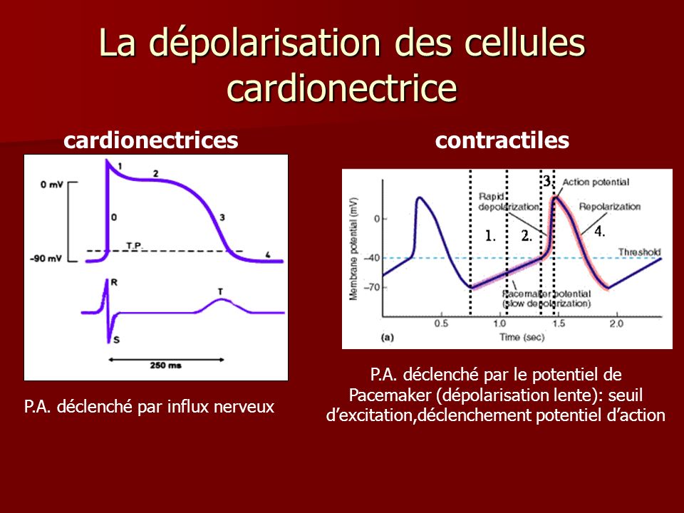 Quel est le role du pacemaker dans les arythmies cardiaques ?